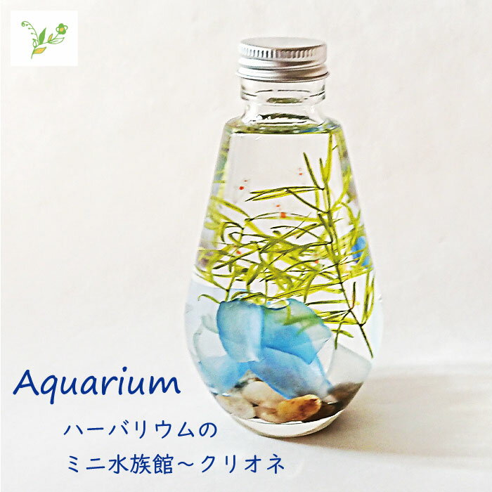 【ふるさと納税】Aquarium～クリオネ フラワーアレンジメント（ハーバリウム）（FH020 ）