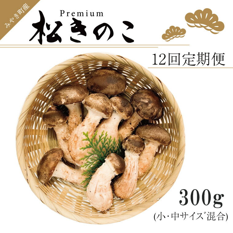 【ふるさと納税】訳あり お得な 高級松きのこ サイズ不揃い 家庭用 300g【年12回コース】（EW016）