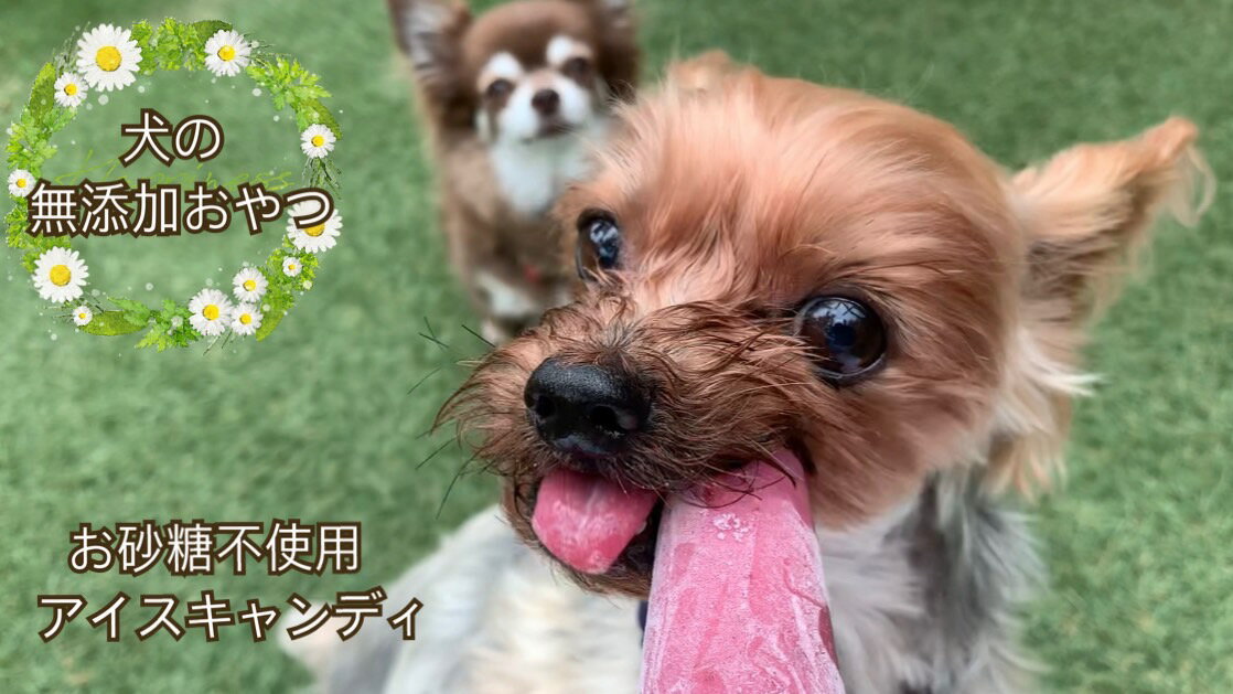 [5月〜9月発送]犬の無添加おやつ☆お砂糖不使用無添加アイスキャンディ