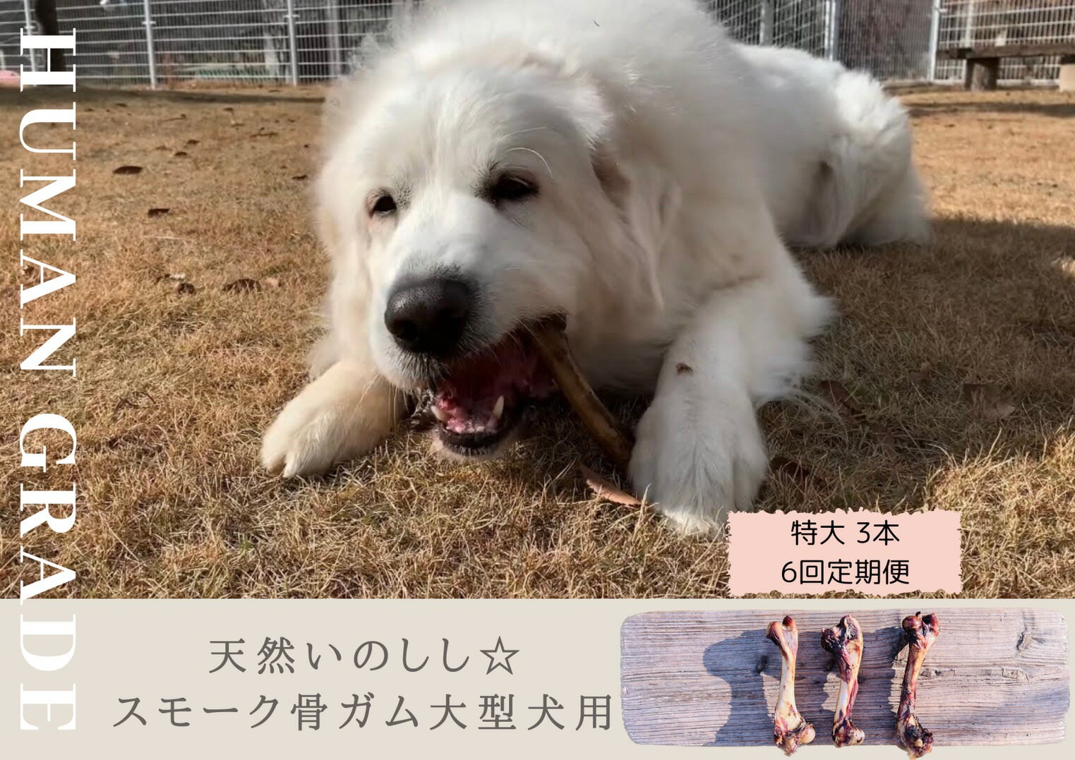 【ふるさと納税】大型犬向け☆天然いのししのスモーク骨ガム3本【定期便】全6回（FB143）