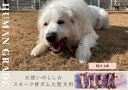 27位! 口コミ数「1件」評価「5」大型犬向け☆天然いのししのスモーク骨ガム6本（FB055）