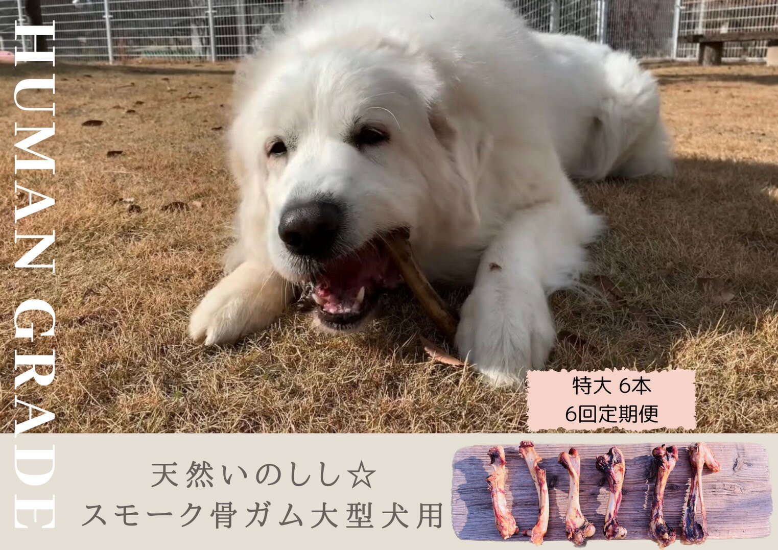 【ふるさと納税】大型犬向け☆天然いのししのスモーク骨ガム6本【定期便】全6回（FB056）