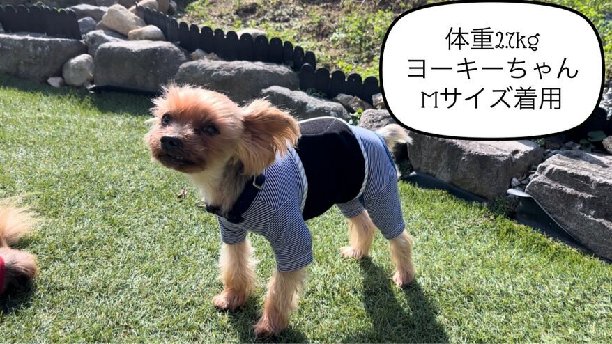 【ふるさと納税】超小型犬・シニア犬の冷え性対策腹まき☆Lサイズ【お試し1枚】（FB160） 3