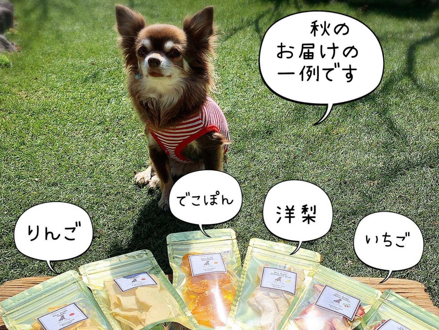 【ふるさと納税】犬の無添加おやつ☆お砂糖不使用ドライフルーツ☆旬の果物6袋【定期便】全6回（FB010）