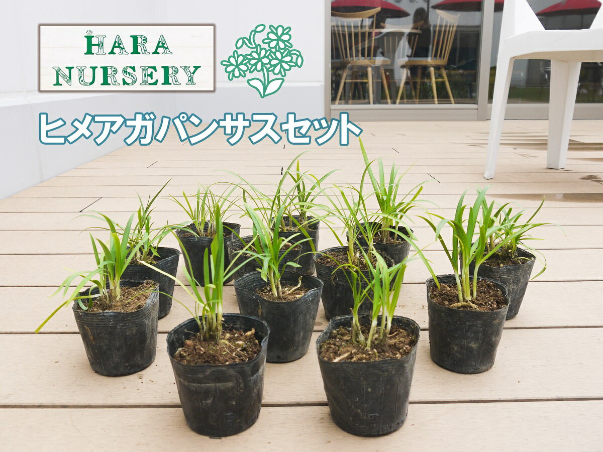 ヒメアガパンサス 12セット 花 苗 植物 家庭菜園 花壇 プランター ガーデニング