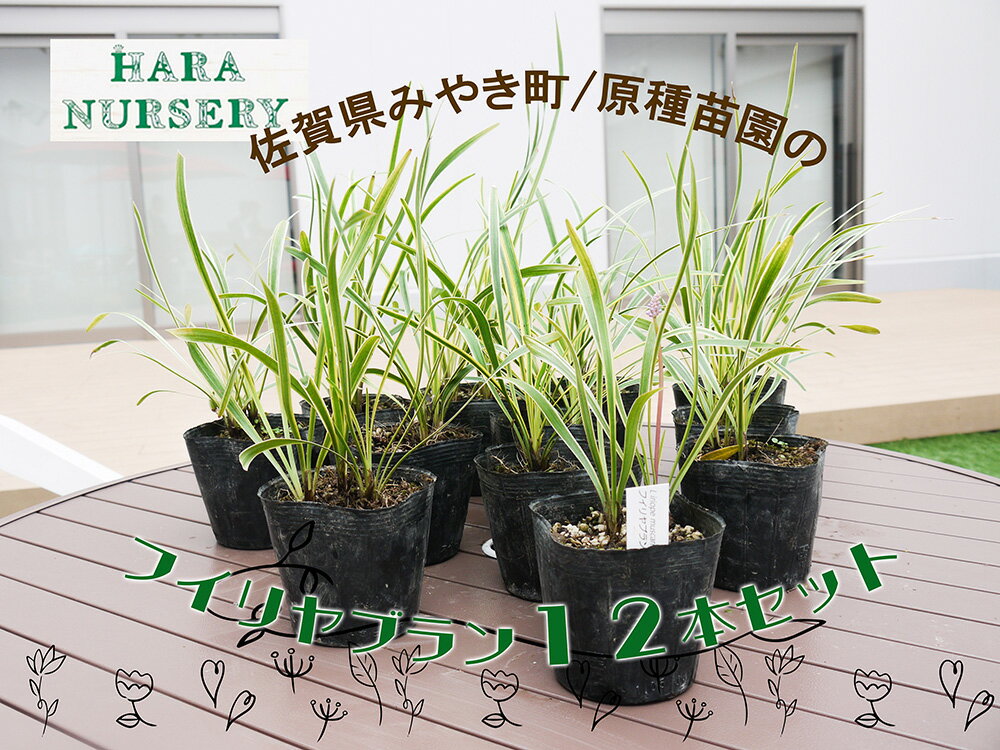 フイリヤブラン12本セット　花 苗 植物 家庭菜園 花壇 プランター（BS147）