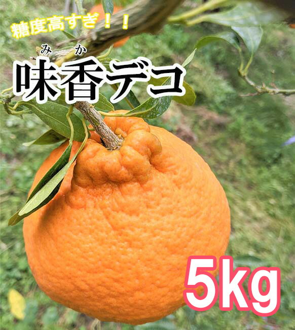 味香デコ 5kg 糖度高すぎッ！14度以上 不知火 みかん　柑橘 フレッシュ 限定　くだもの フルーツ　ジューシー（DG019）