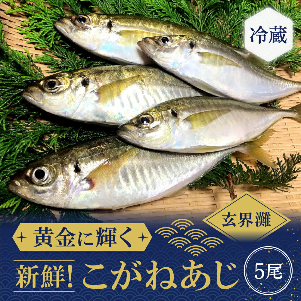 【ふるさと納税】【冷蔵】新鮮 こがねあじ 5匹