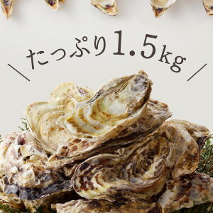 【ふるさと納税】【発送時期が選べる】仮屋湾の真牡蠣（1.5kg）【殻付き】
