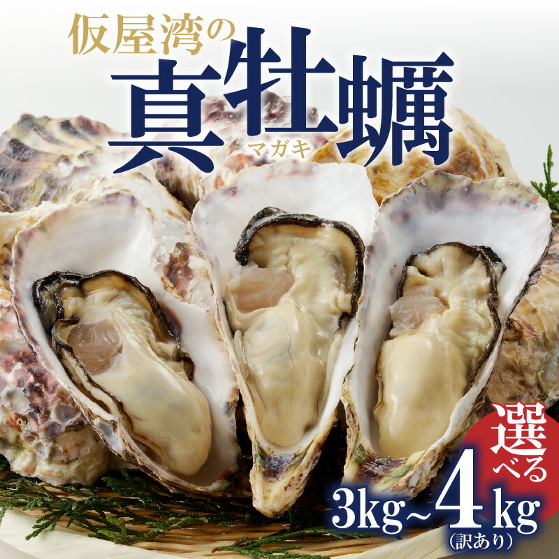 【ふるさと納税】【発送時期・数量選べる】仮屋湾の真牡蠣 3kg（正規品） or 4kg（訳あり）【殻付き】／ 牡蠣 殻付き 貝 貝類 殻付 魚介 魚介類 海鮮 海産物 カキ 牡蛎 バーベキュー BBQ 国産 佐賀県 玄海町 ＼レビューキャンペーン実施中／