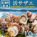 【ふるさと納税】玄海町産 活サザエ 1.0kg / 数量限定 希少 貝 魚介 魚介類 海鮮 海産物 サザエ 刺身 壺焼き つぼ焼き バーベキュー BBQ 国産 ...