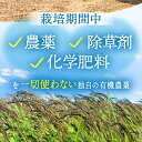 佐賀県江北町の画像3