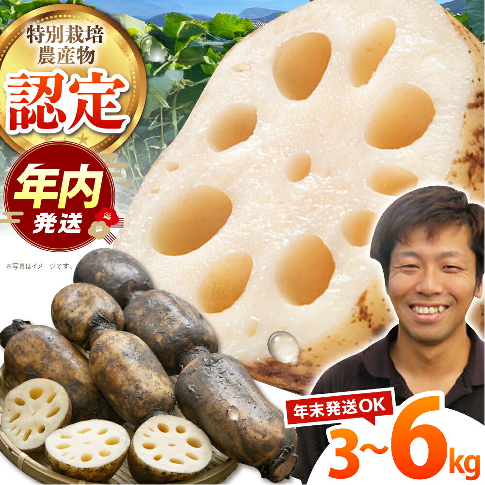 【ふるさと納税】【12/15入金まで年内発送】【先行予約】地元江北町産 泥付き蓮根 ( 3kg /  ...