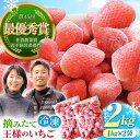 2位! 口コミ数「5件」評価「4.8」王様のいちご 摘みたてこおりいちご 2kg ( 冷凍いちご 1kg 2袋 ) いちごさん さがほのか【むらおか農園】 [HAF003]