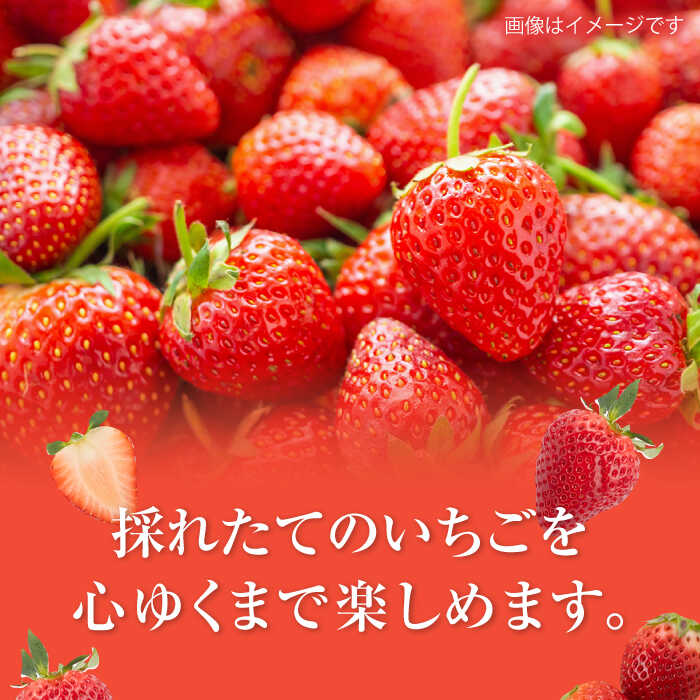 【ふるさと納税】【先行予約】産地直送！白石産 いちごさん 約150g×6パック（計900g以上）【道の駅しろいしカンパニー】イチゴ 苺 大容量 果物 フルーツ 佐賀県産 [IAA022]