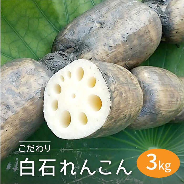 【ふるさと納税】【ホクホクおいしい！】こだわり白石れんこん 3kg【れんこんの家やました】 [IAW001]