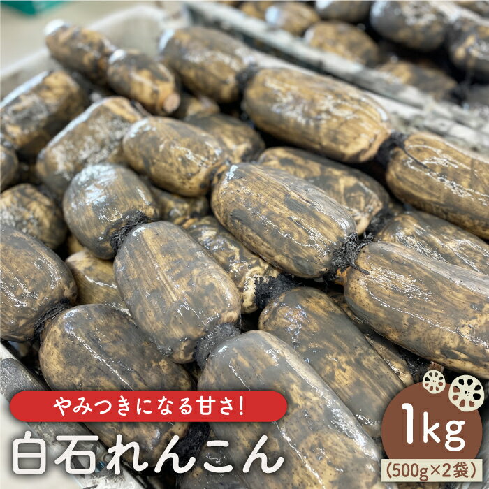 [やみつきになる甘さ!] 松尾青果のこだわり白石れんこん 約1kg(500g×2袋入り)[松尾青果] 蓮根 レンコン 野菜 根菜 