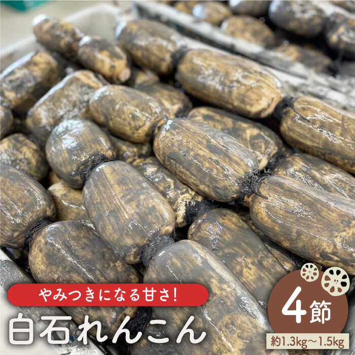 [やみつきになる甘さ!] 松尾青果のこだわり白石れんこん 約1.5kg(4節入り)[松尾青果]蓮根 レンコン 野菜 根菜 