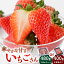 ڤդ뤵Ǽǡۡͽۡľۤ240g2ѥåˡStrawberryFarm-Kۥ  ֤ ե롼 ʪ Į 츩 [IBJ001]