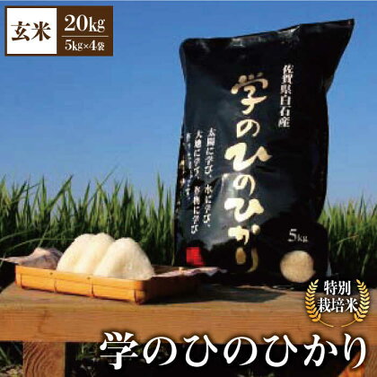 【令和5年産】学の ひのひかり 20kg（玄米）【白浜農産】米 お米 農家直送 直送 特別栽培 特別栽培米 減農薬 減化学肥料 高品質 [IBL008]