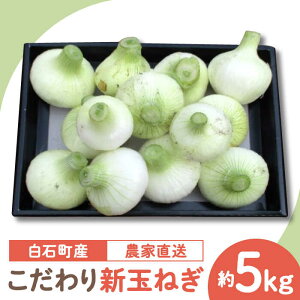 【ふるさと納税】【農家直送！】こだわり 新玉ねぎ （サイズ混合） 約5kg 【一ノ瀬農園】新玉葱 たまねぎ タマネギ 野菜 [IBQ003]