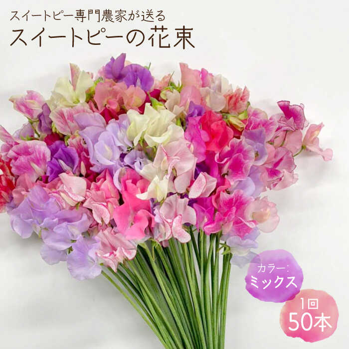 【ふるさと納税】【生産農家直送！】スイートピー 花束 50本（ミックス）【木下農園】花 フラワー ギフト 贈り物 プレゼント [IBW001]