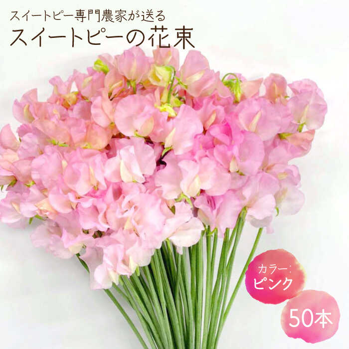 【ふるさと納税】【生産農家直送！】スイートピー 花束 50本（ピンク）【木下農園】花 フラワー ギフト 贈り物 プレゼント [IBW002]