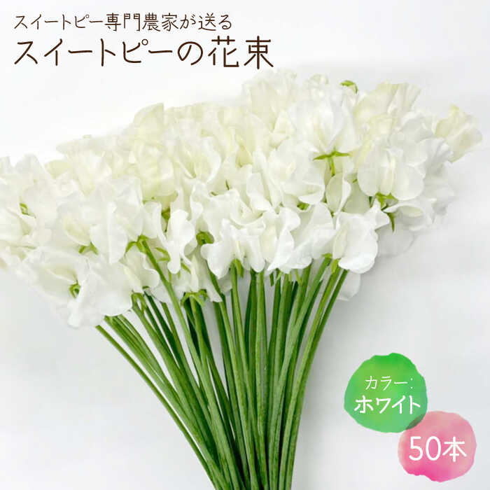 【ふるさと納税】【生産農家直送！】スイートピー 花束 50本（ホワイト）【木下農園】花 フラワー ギフト 贈り物 プレゼント [IBW003]