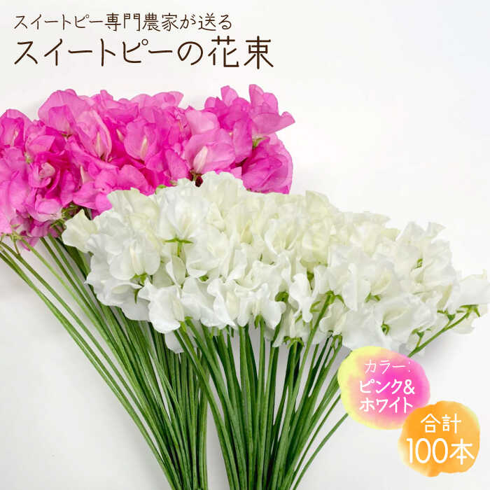 【ふるさと納税】【生産農家直送！】スイートピー 花束 100本（ピンク＆ホワイト）【木下農園】花 フラワー ギフト 贈り物 プレゼント [IBW005]