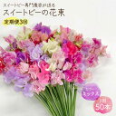 【ふるさと納税】【先行予約】【生産農家直送！】【3回定期便】スイートピー 花束 50本（ミックス）【木下農園】花 フラワー ギフト 贈り物 プレゼント [IBW006]