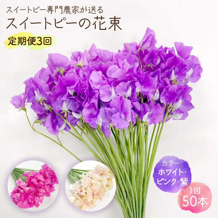 【ふるさと納税】【先行予約】【生産農家直送！】【3回定期便】スイートピー 花束 50本（ホワイト・ピンク・紫）【木下農園】 花 フラワー ギフト 贈り物 プレゼント[IBW007]