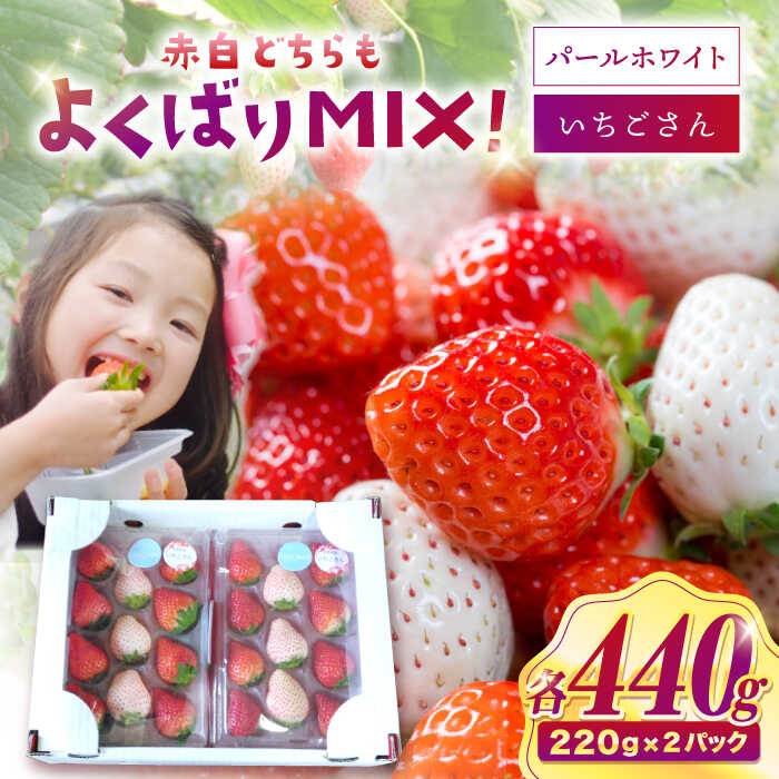 【ふるさと納税】【選べる発送月】【佐賀県産いちご】パールホワイト＆いちごさんMIX 約220g×2パック【株式会社IMKCorporation】[IBX024]