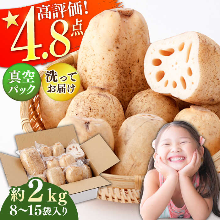 【ふるさと納税】リピーター続々！洗いれんこん（真空パック）約2kg（8〜15袋入り）農家直送 レンコン...