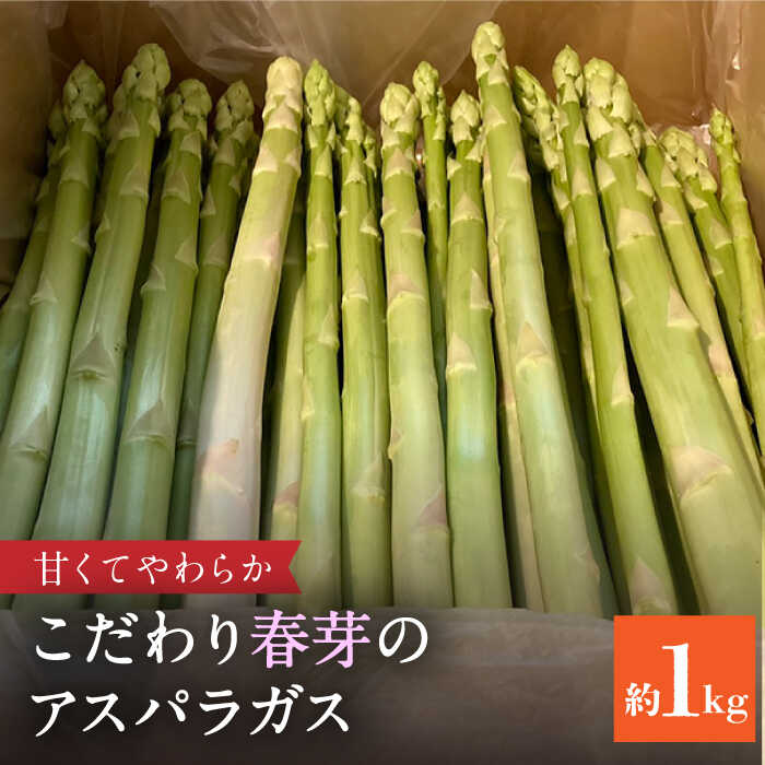 甘くやわらか!こだわり 春芽 アスパラガス 約1kg[ふぁふぁふぁーむ]アスパラ 野菜 新鮮 