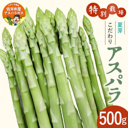 【先行予約】【特別栽培】身体にやさしい こだわり 夏芽 アスパラガス 約500g【ひがじま農園】 [ICW004]