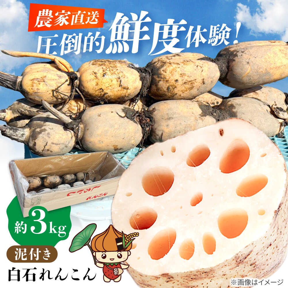 泥付きれんこん 約3kg [勝農園]