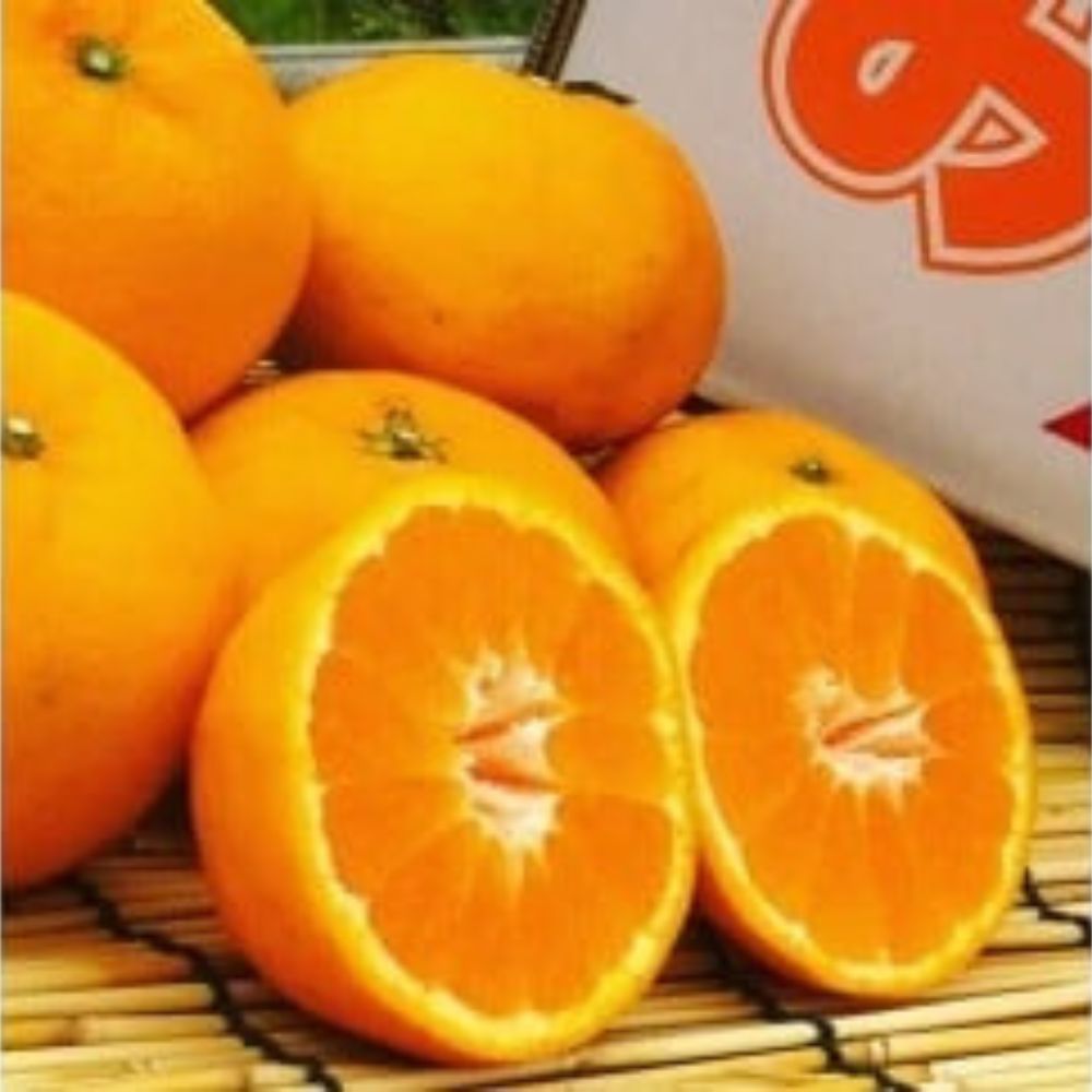 【ふるさと納税】N-113 山本農園のはれひめ 4．5kg S～2Lミックス 4.5kg 希少 はれひめ ミカン 蜜柑 みかん オレンジ おれんじ フルーツ くだもの 果物 太良町 国産 贈答 贈答用 贈答品