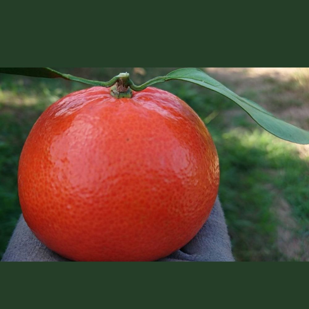 新宮みかん園 みはや 4kg(S~2L) みかん ミカン 蜜柑 完熟みかん 柑橘 柑橘類 ジューシー 甘い 完熟 甘熟 果物 フルーツ 佐賀県 太良町