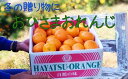 【ふるさと納税】L-103 おひさまおれんじ3kg 希少 みかん ミカン 蜜柑 フルーツ くだもの 果物 ミネラル豊富 太良町 国産 人気 おすすめ ギフト贈り...