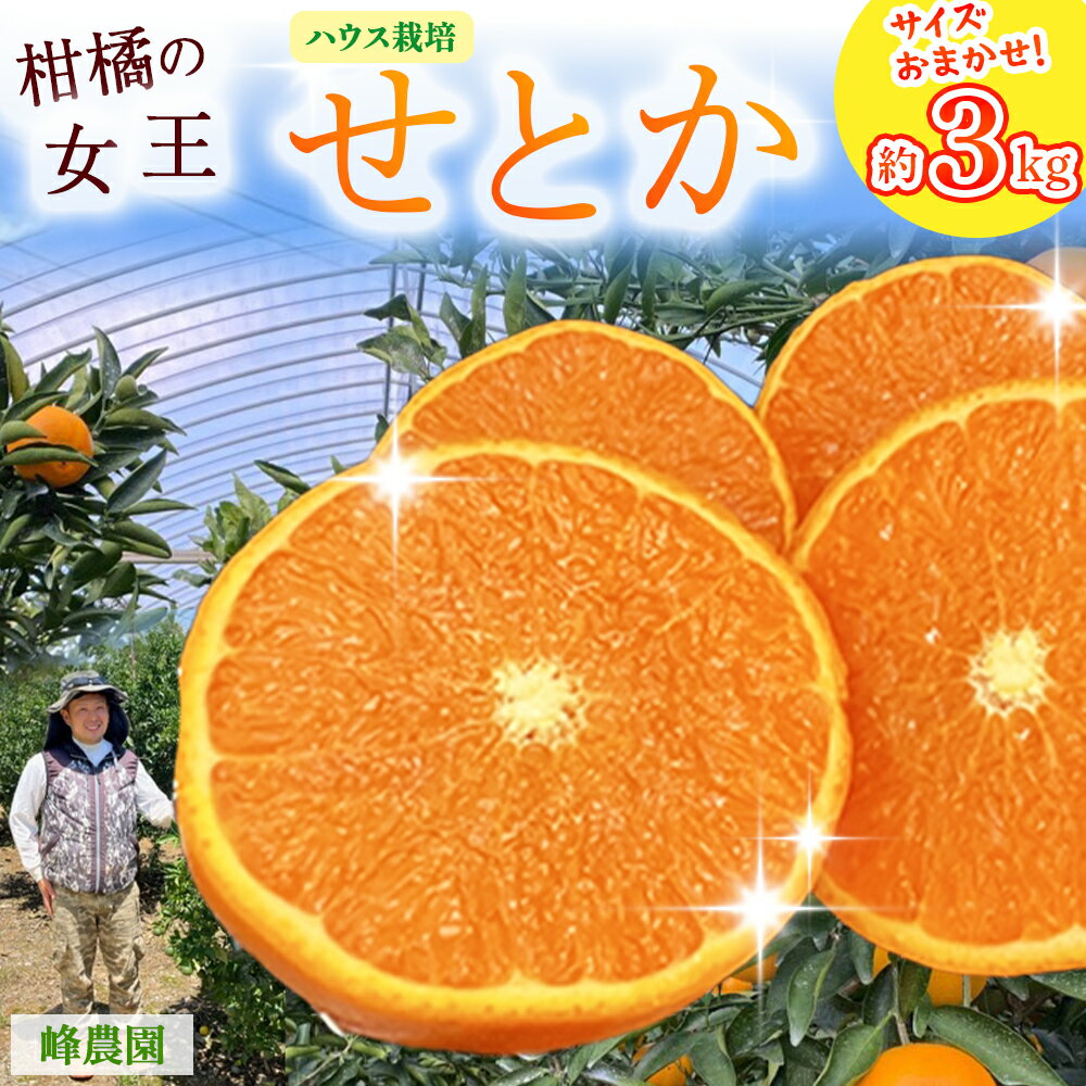 峰農園のハウスせとか 3kg(サイズおまかせ) みかん 柑橘 アンコール マーコット オレンジ 薄皮 佐賀県 太良町
