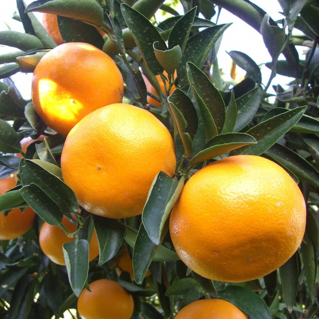 山本農園のせとか 5kg [2026年2月上旬〜3月下旬発送予定] ND6x1