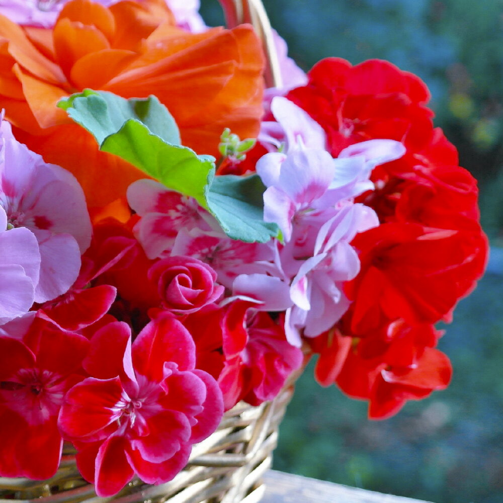 【ふるさと納税】【長崎ストーリーアロマ】異国風雅 アロマスプレー 1本 30ml ギフト箱入り マスクスプレー アロマミスト ゼラニウム フランキンセンス 精油 観光音声ガイド付き 旅行 ギフト 贈り物 プレゼント 長崎県 長崎市 送料無料