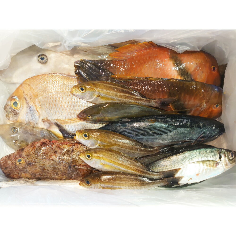 【ふるさと納税】長崎漁港発!長崎近海産鮮魚セット(小) 詰め合わせ 旬 さかな サカナ 魚介類 地魚 鮮魚 水産物 漁港直送 冷蔵 長崎県産 国産 九州 長崎県...