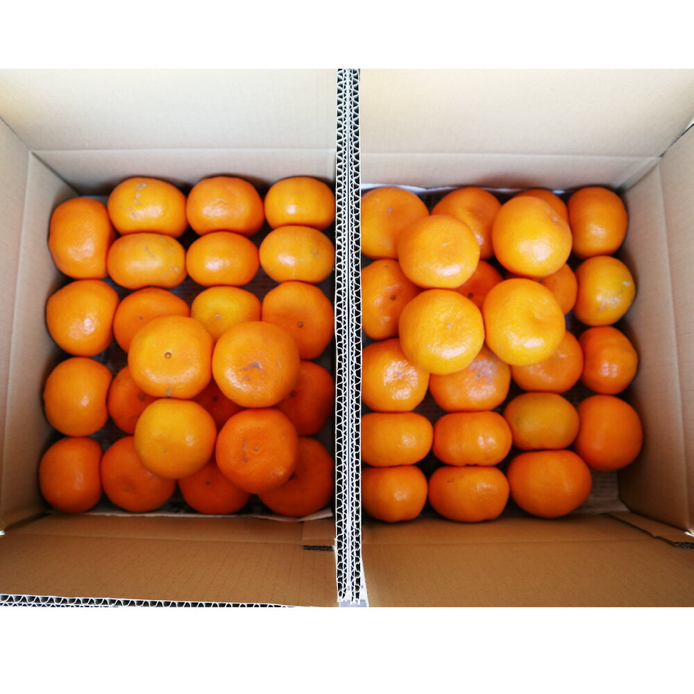 【ふるさと納税】長崎県産 訳あり 早生みかん 10kg （ご自宅用） ミカン 蜜柑 フルーツ くだもの 果物 果実 柑橘類 青果 国産 九州 長崎県 長崎市 送料無料 【2025年11月下旬～12月下旬迄発送予定】