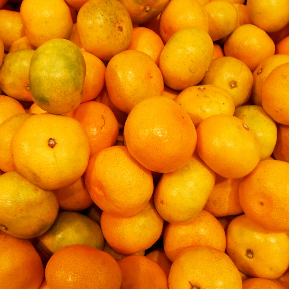 【ふるさと納税】温州みかん「原口早生」 3S~Sサイズ 5kg 小みかん ミカン 蜜柑 フルーツ くだもの 果物 果実 柑橘類 青果 長崎県産 国産 九州 長崎県 長崎市 送料無料 【2025年11月下旬～12月下旬迄発送予定】