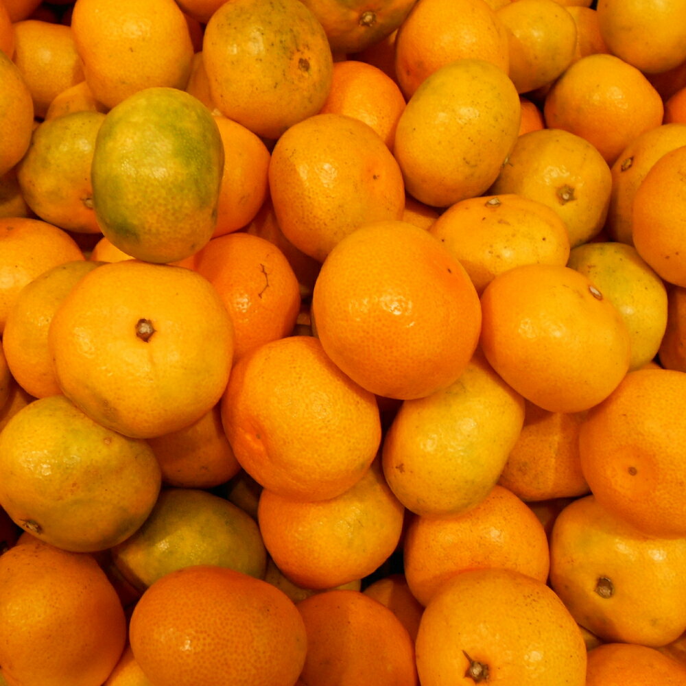 【ふるさと納税】温州みかん「原口早生」 M~Lサイズ 5kg ミカン 蜜柑 フルーツ くだもの 果物 果実 柑橘類 青果 長崎県産 国産 九州 長崎県 長崎市 送料無料 【2025年11月下旬～12月下旬迄発送予定】