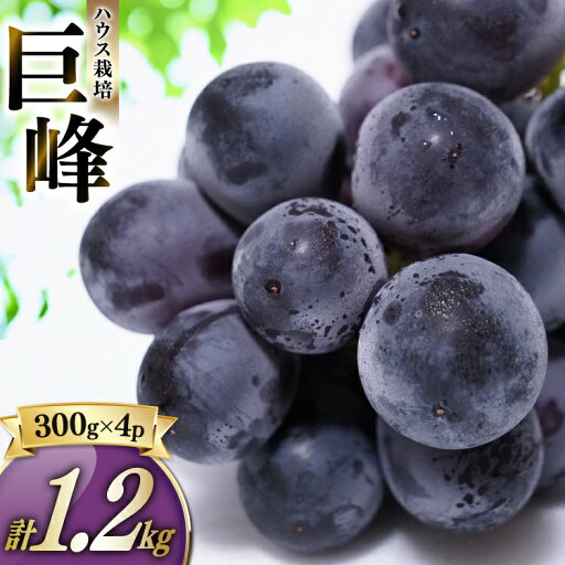 【ふるさと納税】ハウス巨峰 約1.2kg(約300g×4パック)巨峰 ぶどう ブドウ 葡萄 果物 くだもの フルーツ 1.2キロ 国産 九州 長崎県 長崎市 送料無料【2025年7月下旬~9月上旬発送予定】 【ふるさと納税】ハウス巨峰 約1.2kg(約300g×4パック)巨峰 ぶどう ブドウ 葡萄 果物 くだもの フルーツ 1.2キロ 国産 九州 長崎県 長崎市 送料無料【2025年7月下旬~9月上旬発送予定】