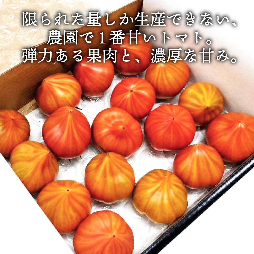【ふるさと納税】先行予約 糖度10度以上 たかしまフルーティトマト 「ハートの女王」 1kg箱×1 【2026年3月下旬-5月上旬発送予定】 | トマト フルーツトマト フルーティトマト 野菜 高島トマト 甘い 箱入 長崎市