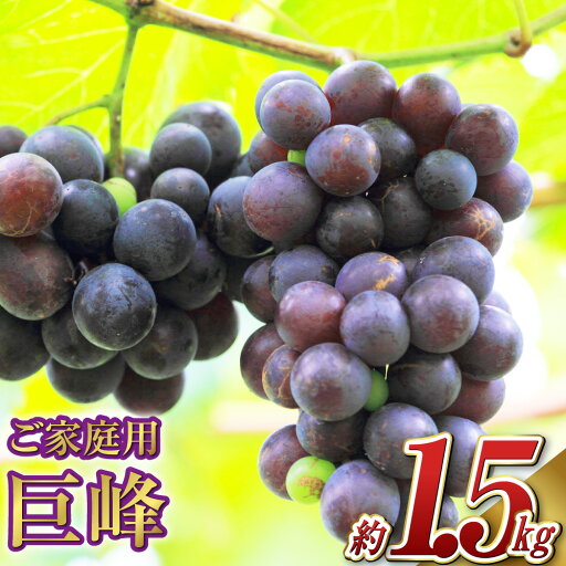 【ふるさと納税】先行予約 巨峰 5パック 合計約1.5kg ご家庭用 ぶどう フルーツ 果物 ブドウ くだもの 葡萄 グレープ 【2025年7月下旬~8月下旬まで発送】 【ふるさと納税】先行予約 巨峰 5パック 合計約1.5kg ご家庭用 ぶどう フルーツ 果物 ブドウ くだもの 葡萄 グレープ 【2025年7月下旬~8月下旬まで発送】