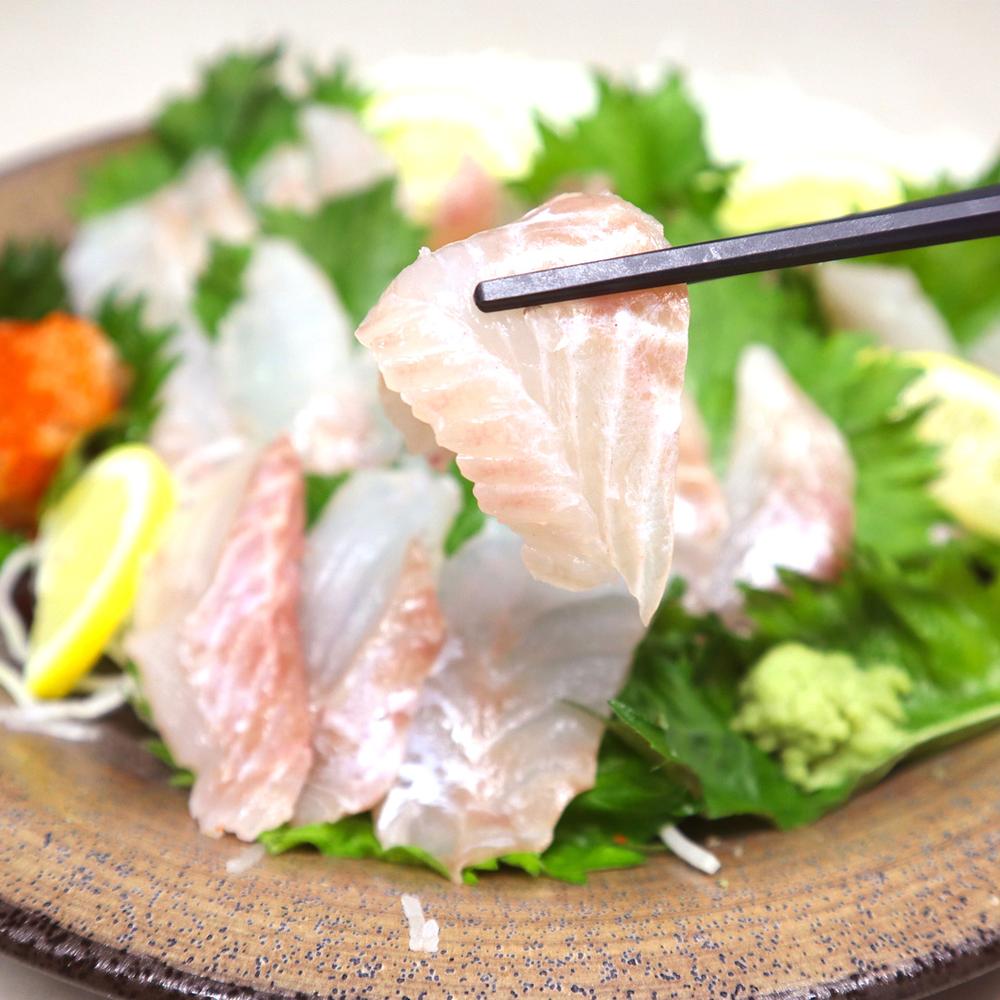 【ふるさと納税】長崎の森で育てた『幻のクエ』【ハーフセット】 刺身/鍋用 各2〜3人前 1kg～2kg前後 頭・骨付き 高級魚 魚介類 くえ 海産物 くえ鍋 冷蔵 長崎県 長崎市 送料無料